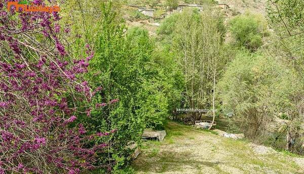 عکس سفید برگ جوانرود