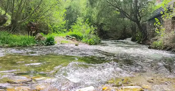 عکس سفید برگ جوانرود