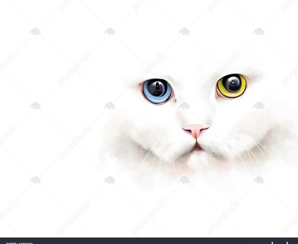 عکس گربه سفید برای تصویر زمینه