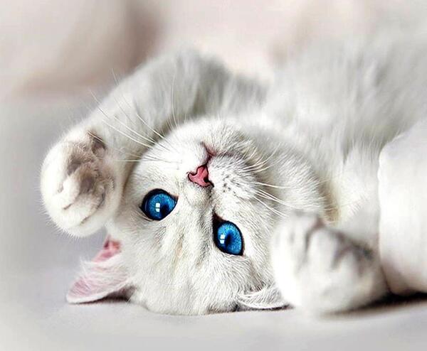 عکس گربه سفید برای تصویر زمینه
