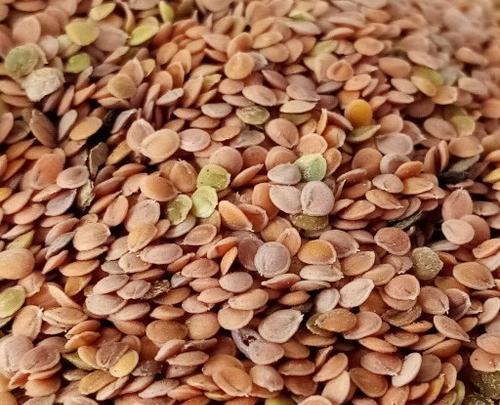 عکس سفیداب پنبه رو