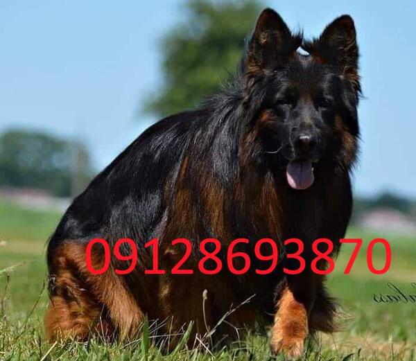 عکس سگ ژرمن شپرد اصیل سیاه
