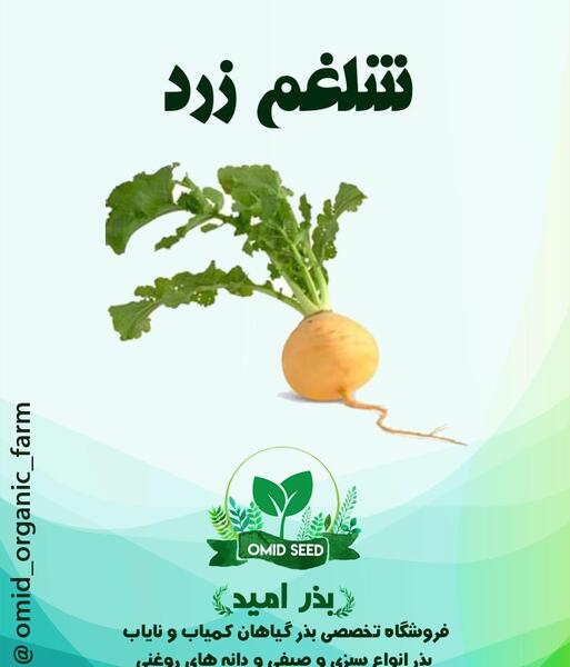 عکس ریشه ی شلغم