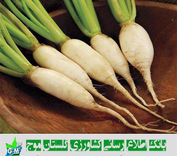 عکس ریشه ی شلغم