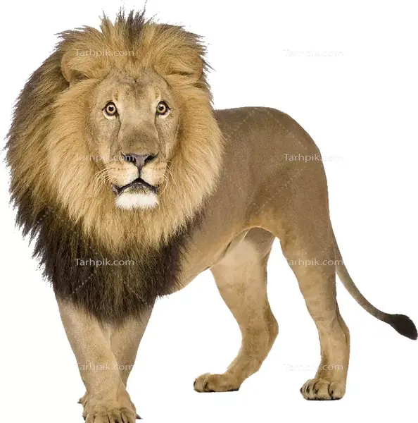 عکس شیر وحشی وحشی وحشی