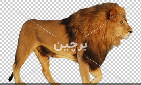 عکس شیر جنگلی وحشی