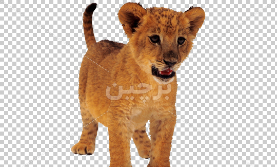 عکس های شیرهای وحشی