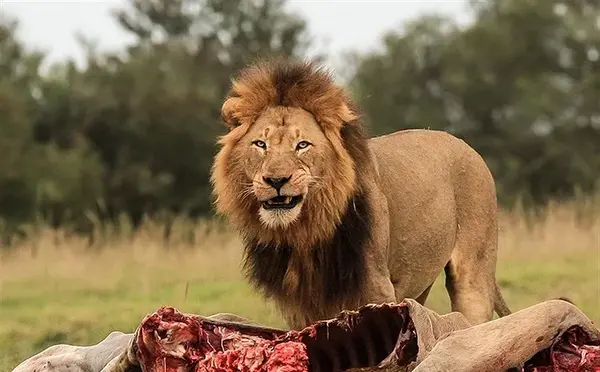 عکس های شیرهای وحشی