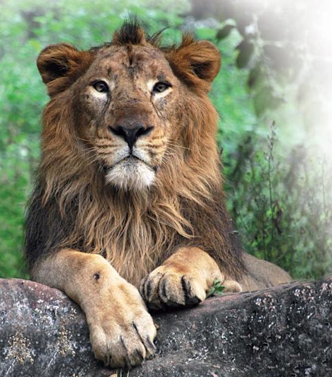 عکس شیر وحشی ایرانی
