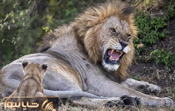 عکس شیر نر وحشی