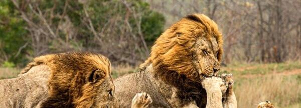 عکس شیر نر وحشی