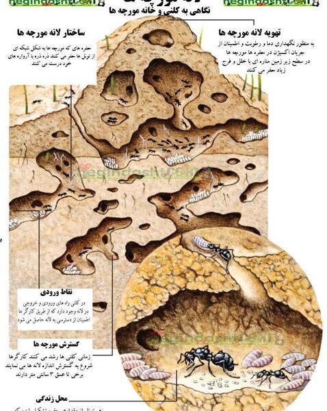 عکس ملکه ی شپش ها