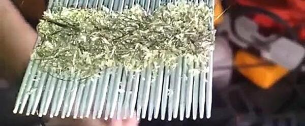 عکس ملکه ی شپش ها