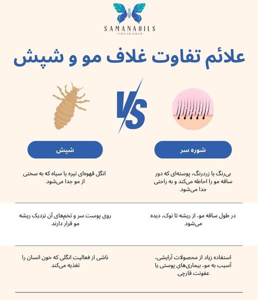 عکس شپش وتخم شپش