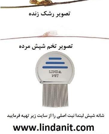 عکس شپش تخم