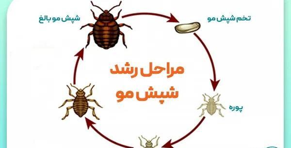 عکس تخم شپش سر