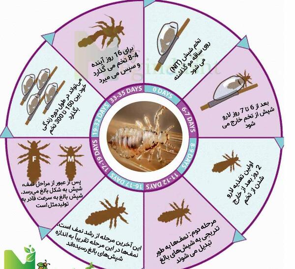 عکس تخم شپش سر