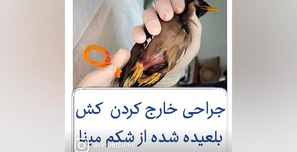 عکس شپش مرغ مینا