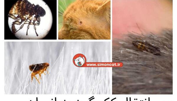 عکس شپش گربه ها