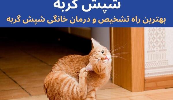 عکس تخم شپش گربه