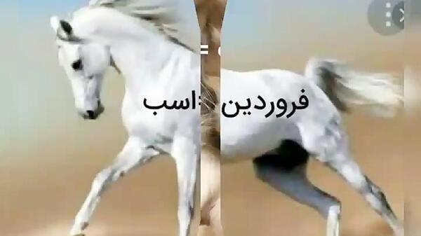 عکس حیوان ماه اذر