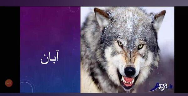 عکس حیوان ماه اذر
