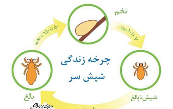علائم شپش عکس رشک مرده و زنده