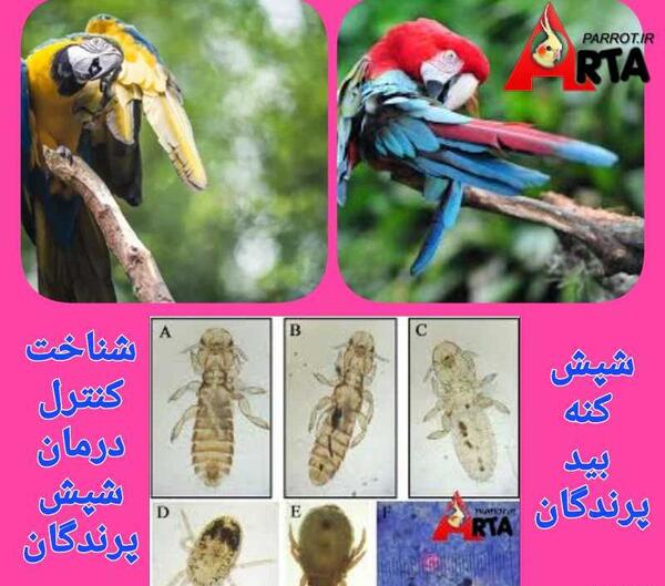 عکس شپش مرغ و خروس