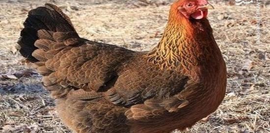 عکس شپش مرغ و خروس