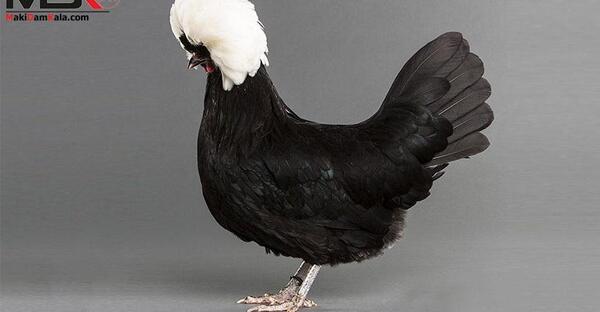 عکس شپش مرغ و خروس