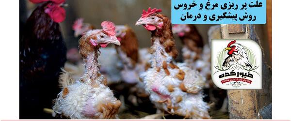 عکس شپش مرغ و خروس