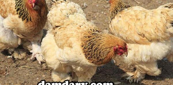 عکس شپش مرغ و خروس