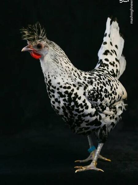عکس شپش مرغ و خروس