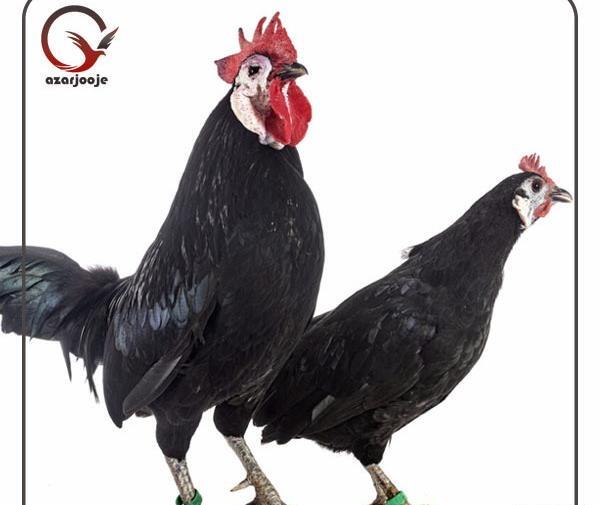 عکس شپش مرغ و خروس