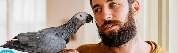 عکس شپش مرغ و خروس