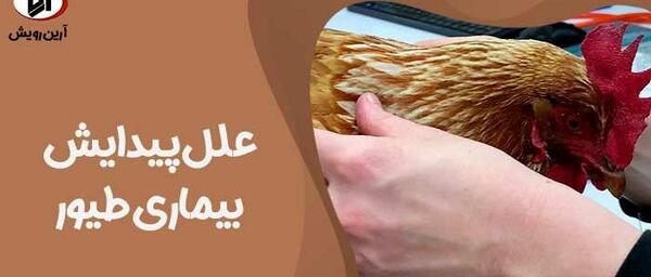 عکس شپش مرغ و خروس