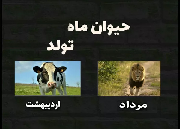 عکس حیوان ماه تولد تیر