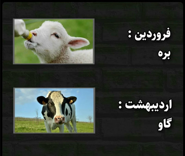 عکس حیوان ماه تولد تیر