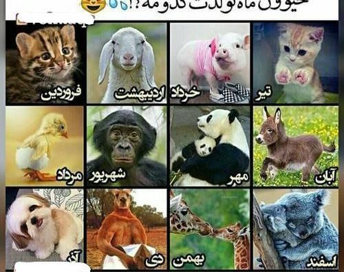 عکس حیوان ماه تولد تیر