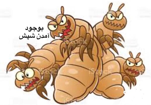 عکس شپش تازه از تخم در اومده