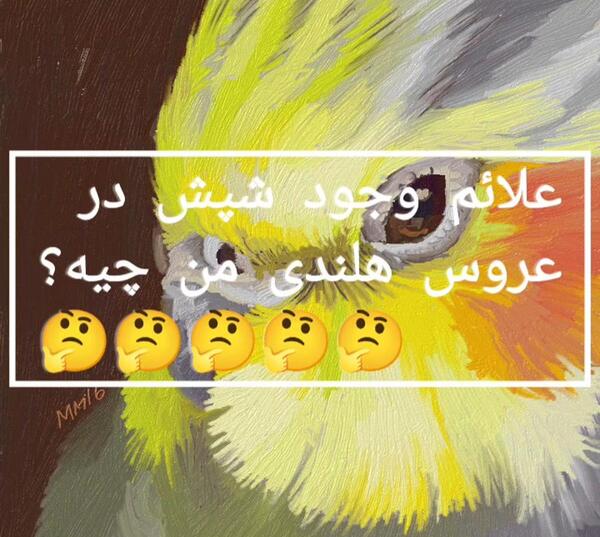 شپشک عکس شپش پرندگان