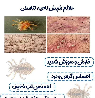عکس نیش شپش بدن
