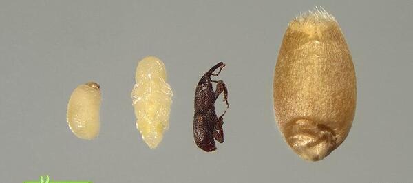 عکس برنج شپشک زده