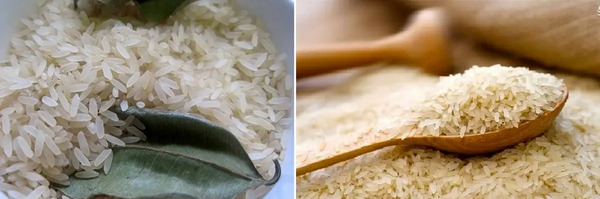 عکس برنج شپشک زده