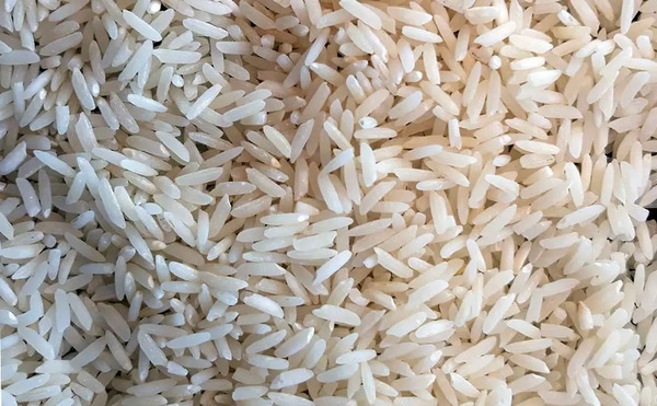 عکس برنج شپشک زده