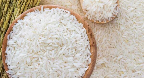 عکس برنج شپشک زده