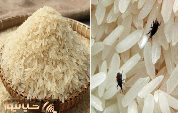 عکس برنج شپشک زده