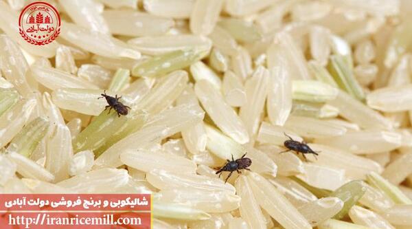 عکس برنج شپشک زده