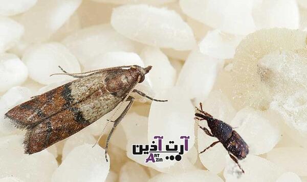 عکس برنج شپشک زده