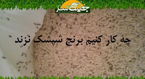 عکس برنج شپشک زده